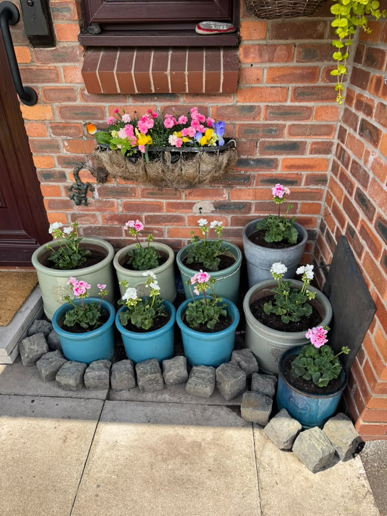 Potted geraniums and a hanging basket arranged by a front door