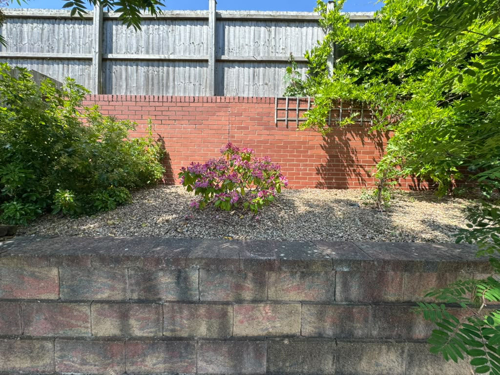 Gravelled raised border with flowering shrubs against a brick wall